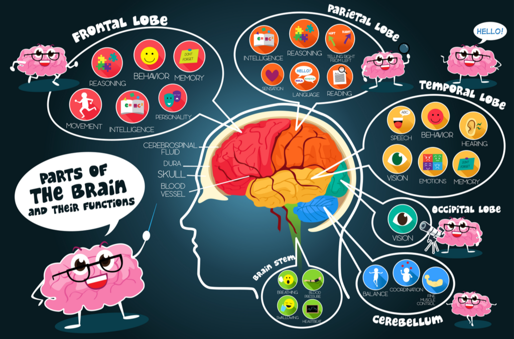 how-many-brain-parts-are-there-and-their-functions